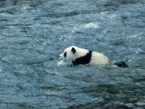 Панда плавает фото